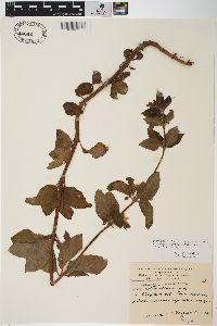 Lysimachia verticillaris image