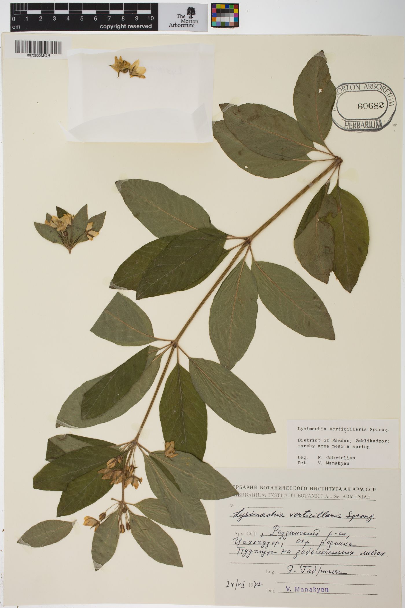 Lysimachia verticillaris image