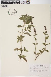 Mentha × rotundifolia image