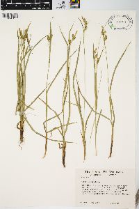 Carex pallescens image