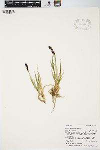 Carex paysonis image