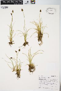 Carex nigricans image