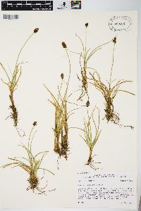 Carex nigricans image