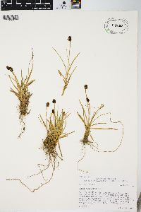 Carex nigricans image