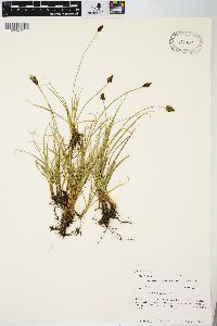 Carex nigricans image