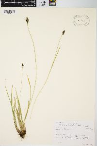 Carex stevenii image