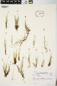 Carex obtusata image