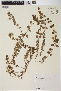 Lysimachia nummularia image