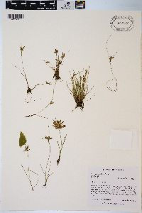 Cyperus × nieuwlandii image