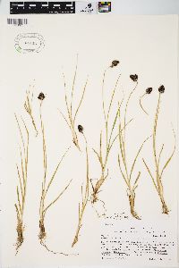 Carex nova var. pelocarpa image