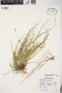 Carex nigromarginata image