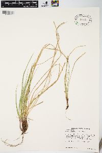 Carex nigromarginata image