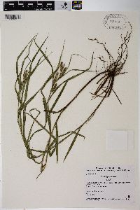 Carex ligulata image