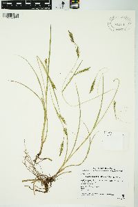 Carex nubigena image