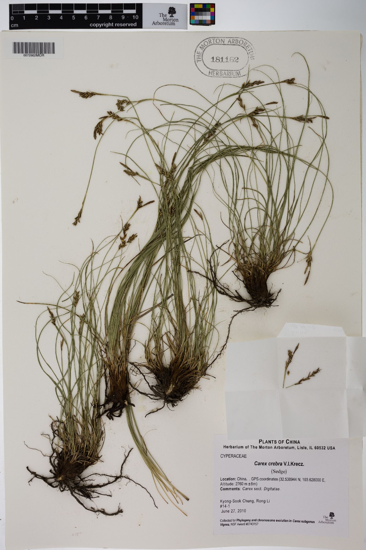 Carex crebra image
