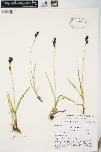 Carex paysonis image