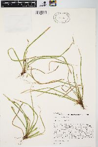 Carex pedunculata image