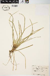 Carex pedunculata image