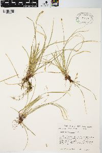 Carex pedunculata image