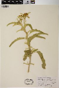 Solanum elaeagnifolium image
