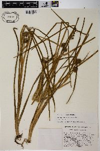 Sparganium angustifolium image