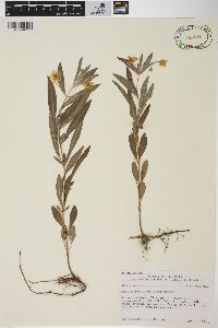 Lysimachia lanceolata image