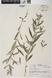 Lysimachia lanceolata image