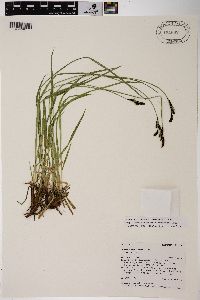 Carex scopulorum image