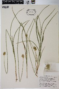 Carex pachycarpa image