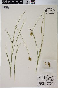 Carex pachycarpa image