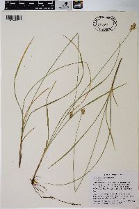 Carex pachycarpa image