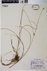 Carex pachycarpa image