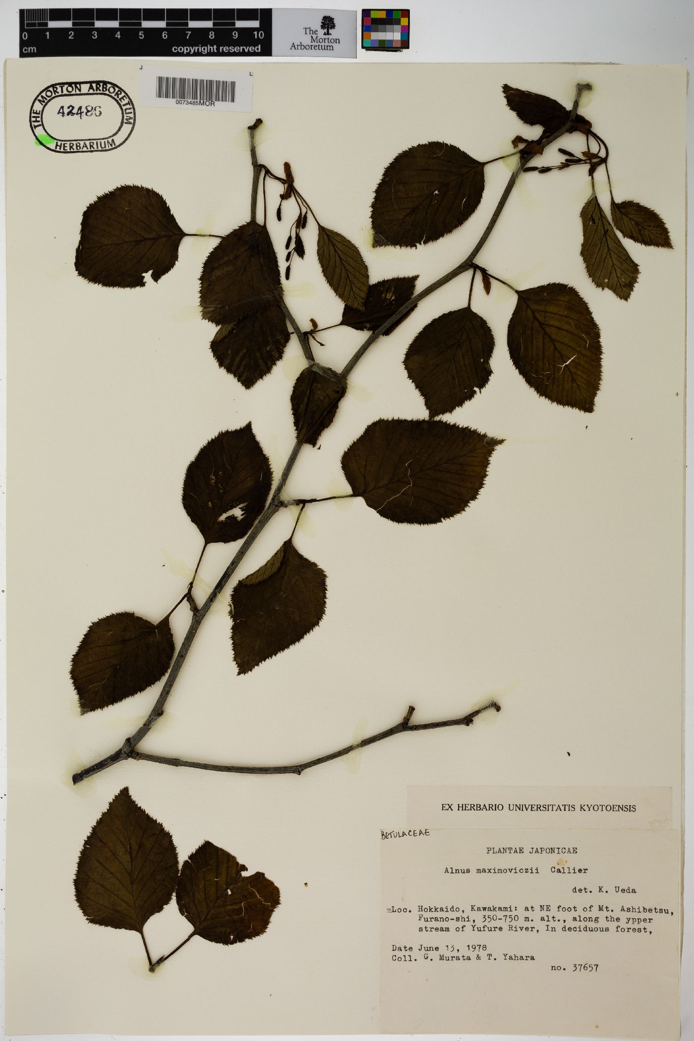 Alnus maximowiczii image