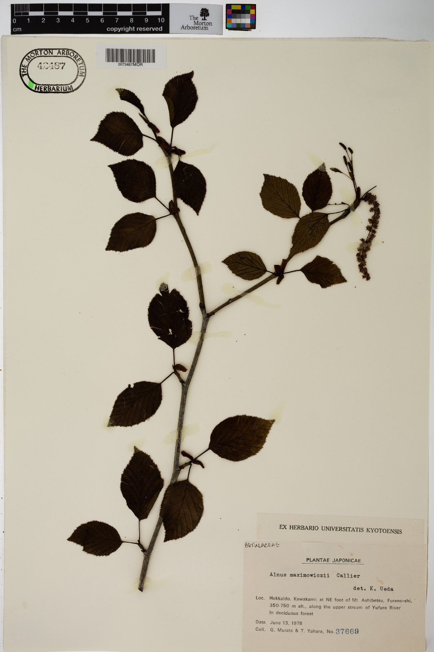 Alnus maximowiczii image