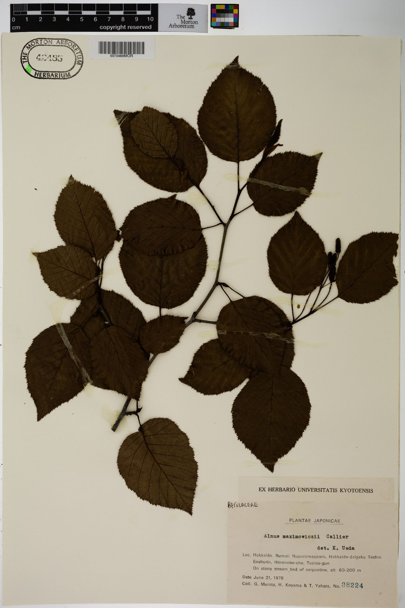 Alnus maximowiczii image