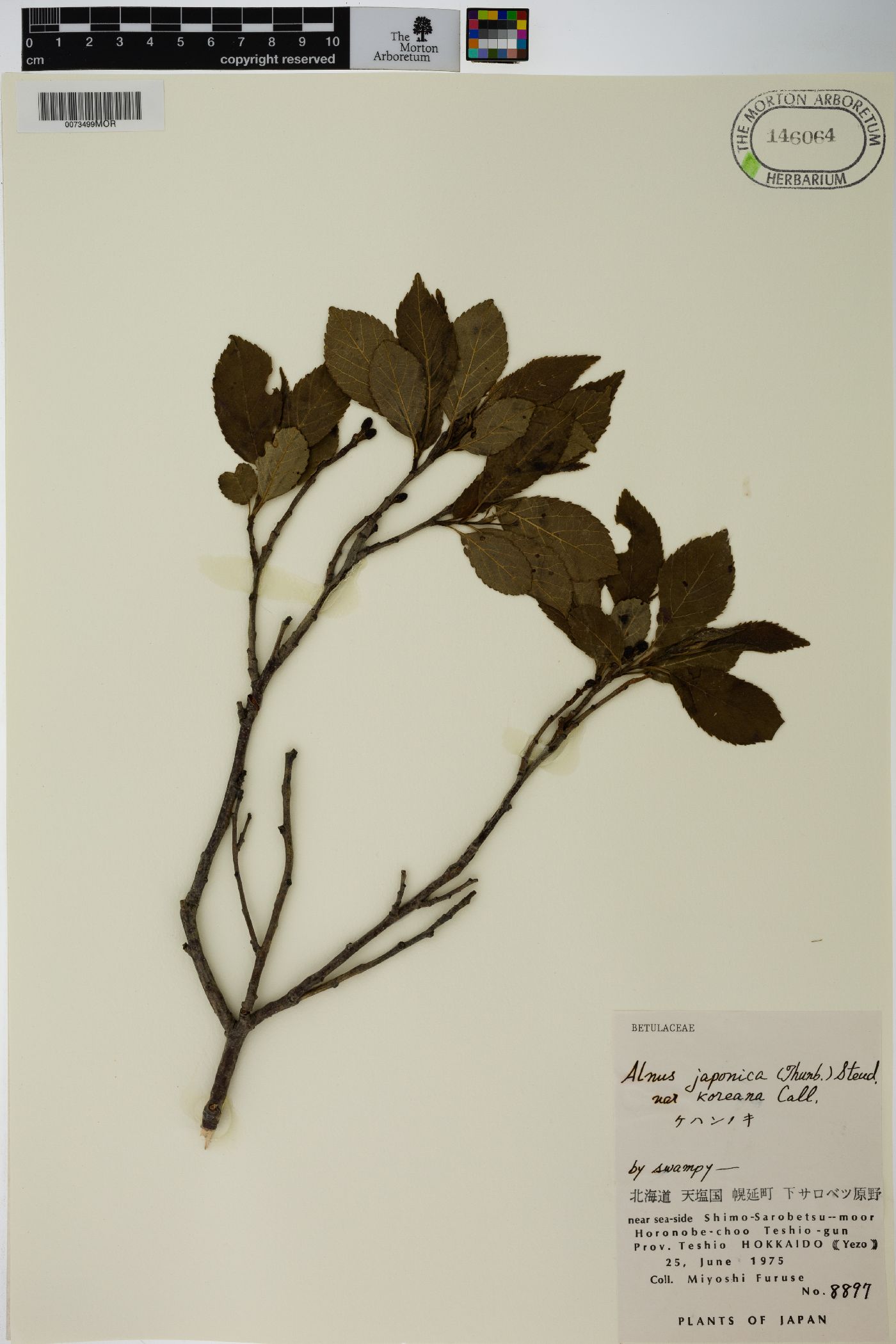 Alnus japonica image