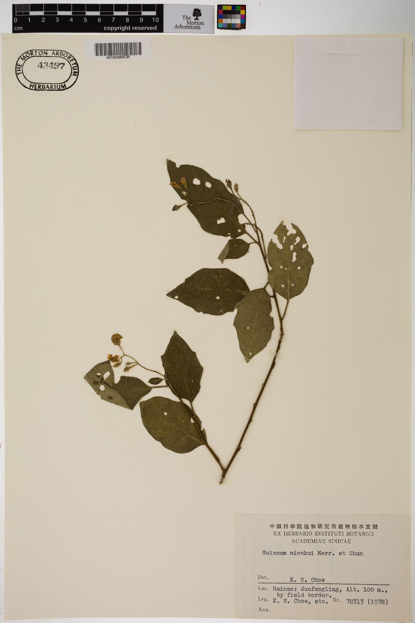 Solanum nienkui image