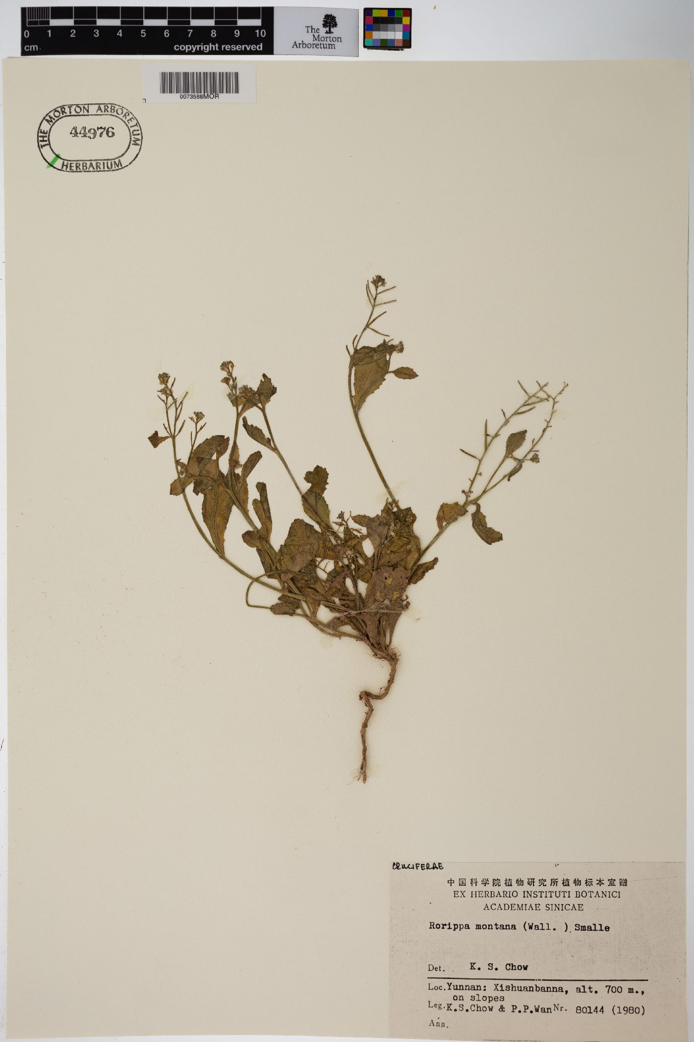 Rorippa montana image