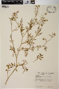 Rorippa sylvestris image