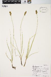 Carex praegracilis image