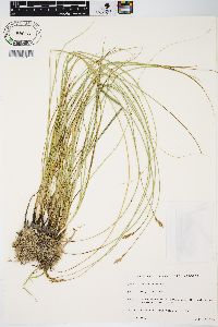 Carex praegracilis image