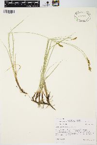 Carex praegracilis image