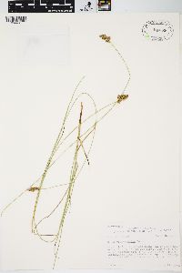 Carex praegracilis image