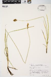 Carex praegracilis image