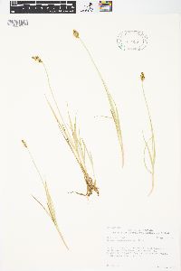 Carex praeceptorum image