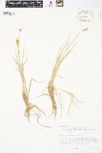 Carex praeceptorum image