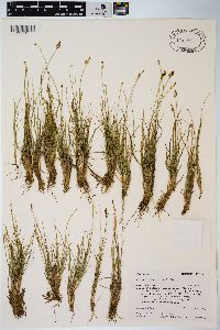 Carex pyrenaica image