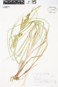 Carex rostrata image