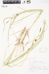 Carex rostrata image