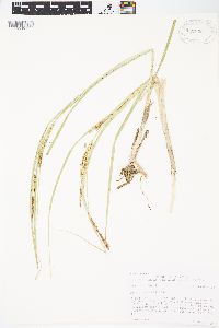 Carex rostrata image